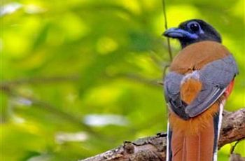 Malabar Trogon